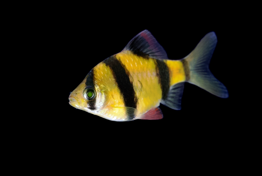 GloFish Barb Sunburst Orange 1 inch Quantity of 6 Special